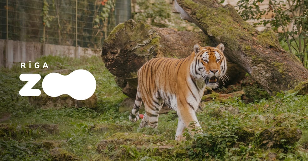 Rīga ZOO apmeklējums - Vasaras sezona (No 1.05.26 līdz 11.10.26.)